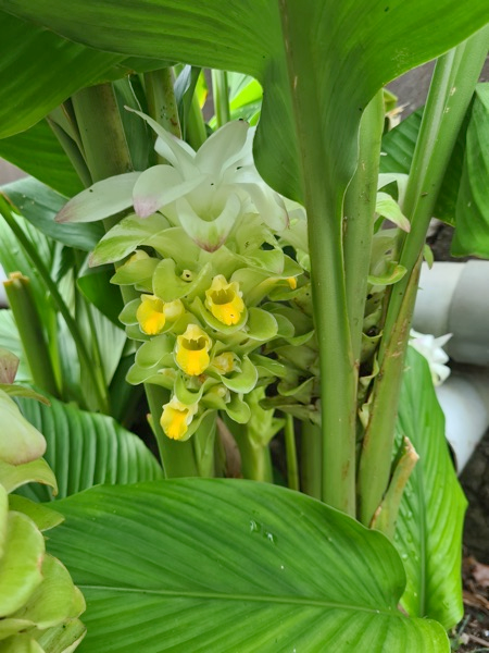Curcuma