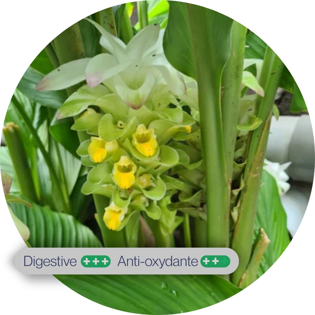 Curcuma