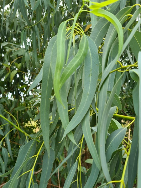 Eucalyptus globulus
