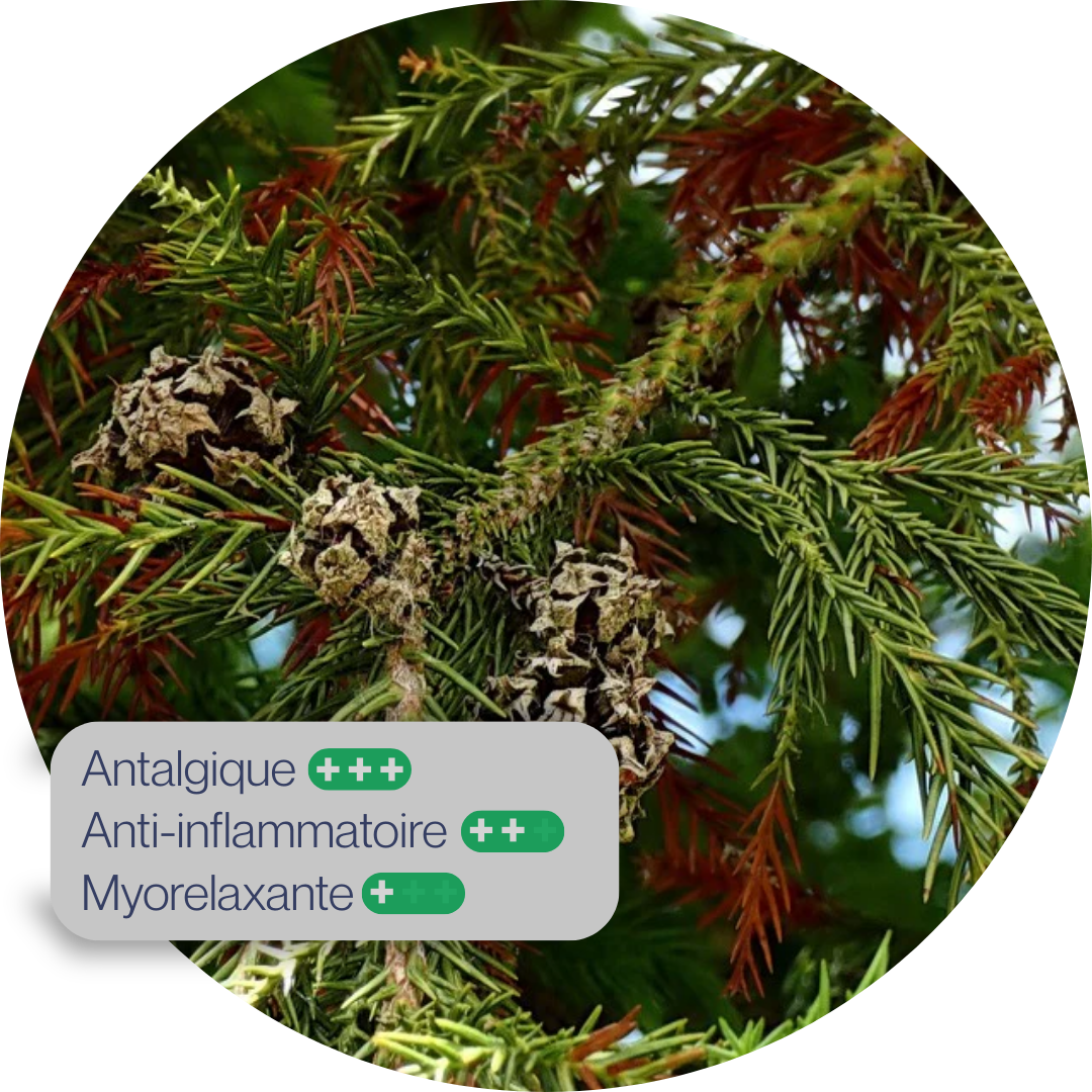 Cryptomeria
