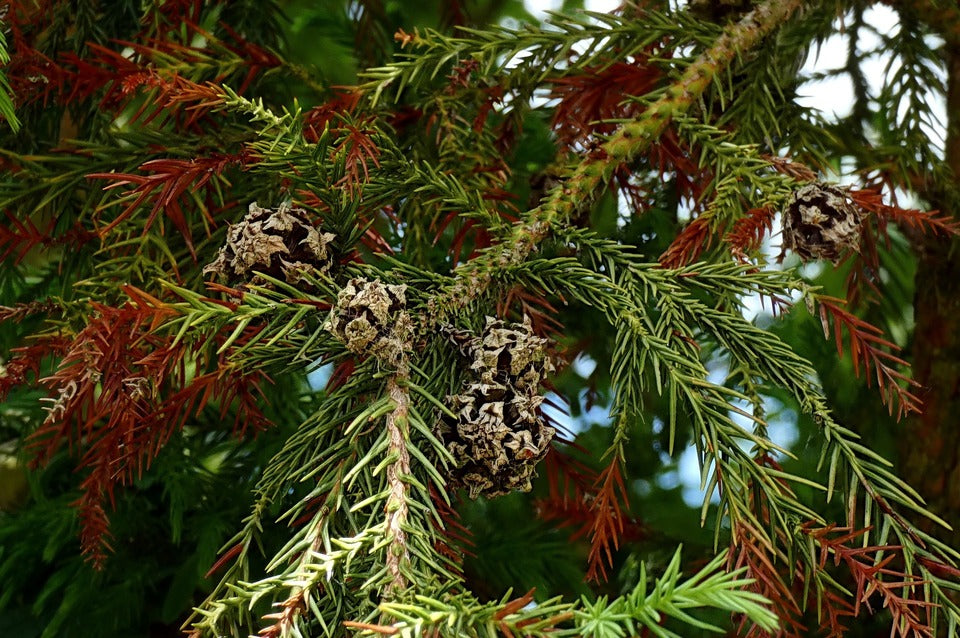 Cryptomeria