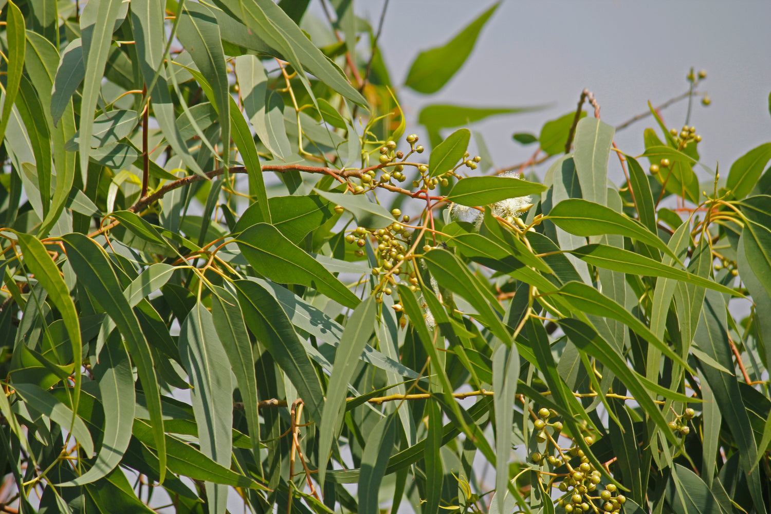 Eucalyptus citronné