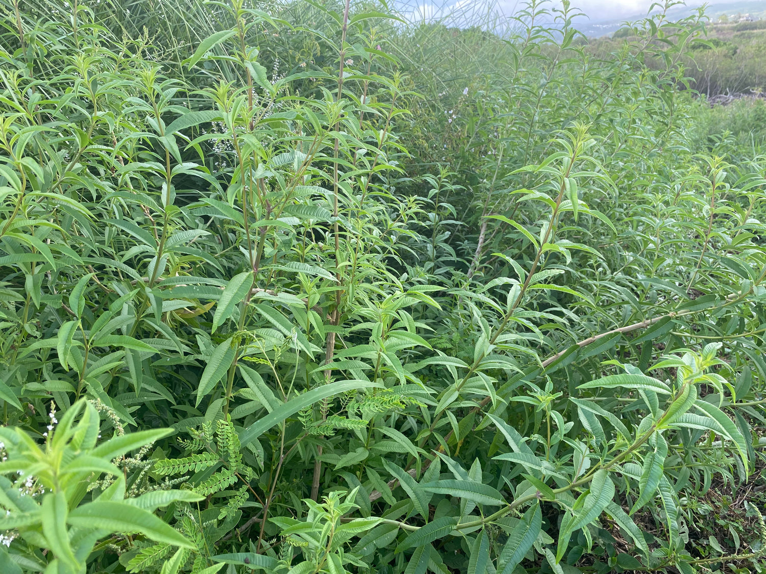 Verveine citronnelle