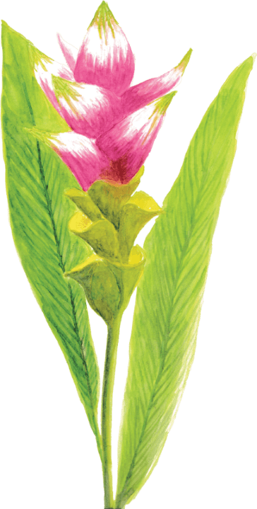 Curcuma