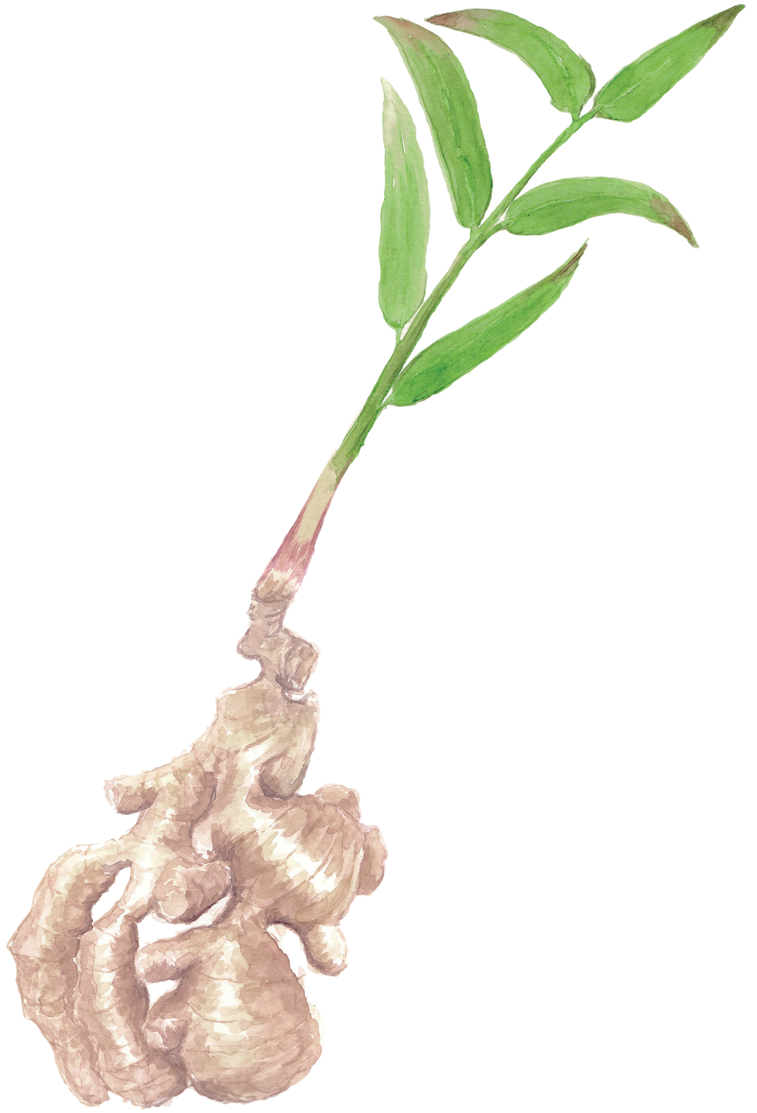 Gingembre