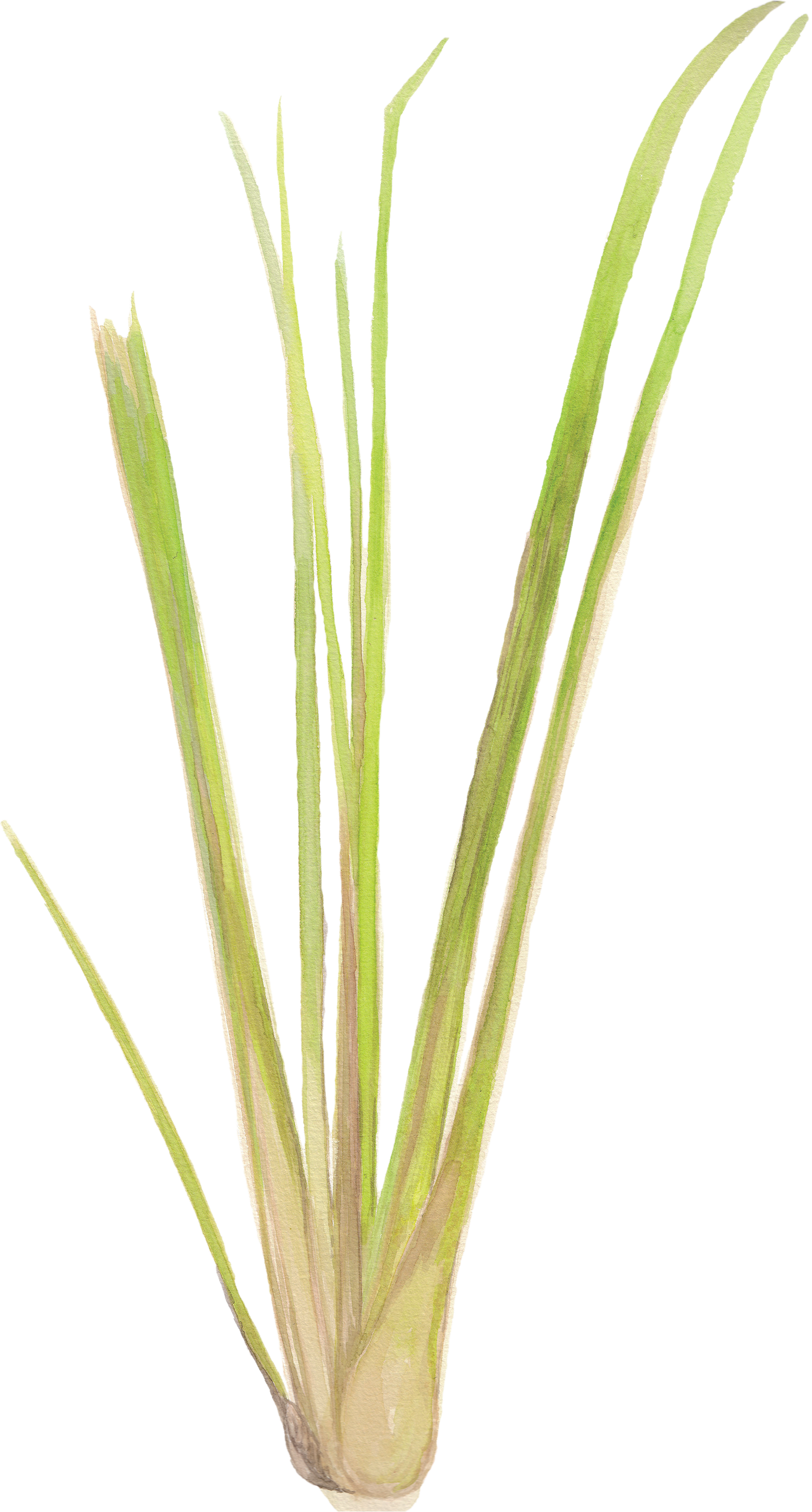 Citronnelle