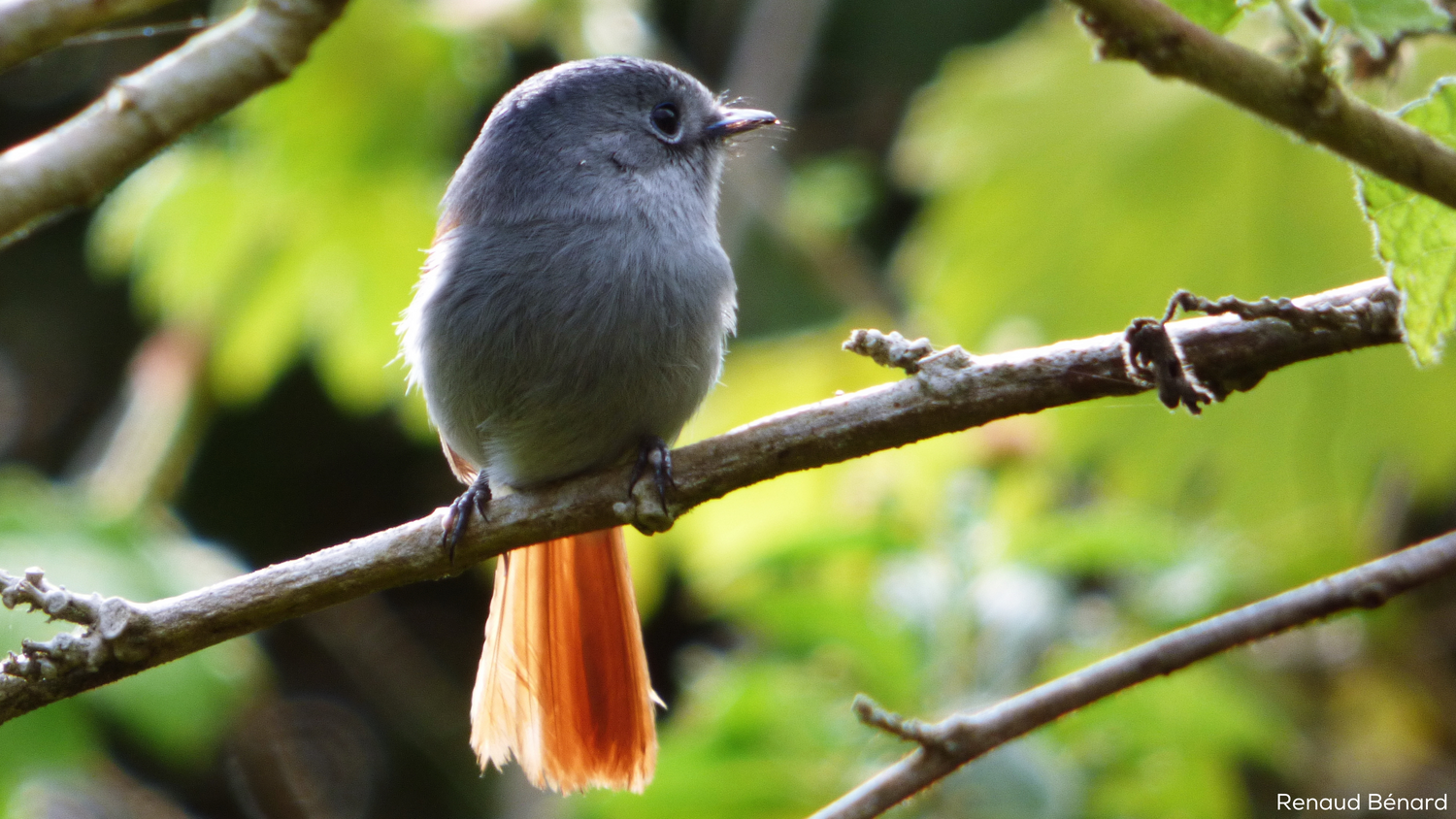 Oiseau La Vierge, un oiseau emblématique de La Réunion