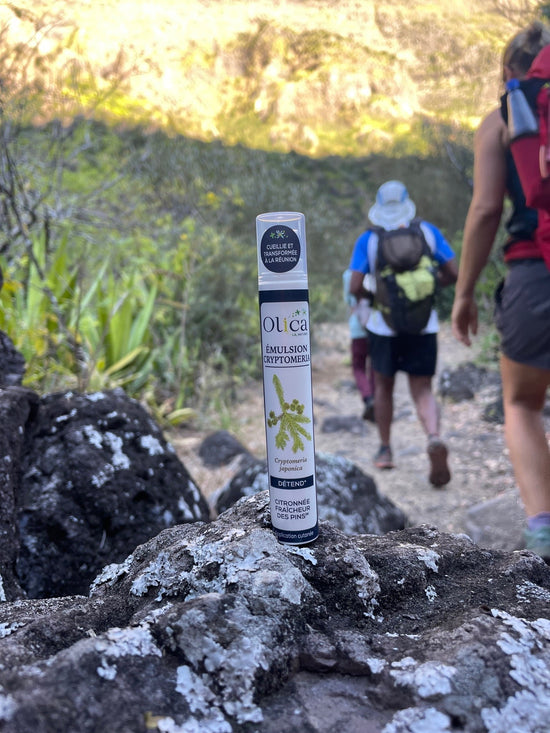 Une émulsion de cryptomeria avec des randonneurs en arrière plan