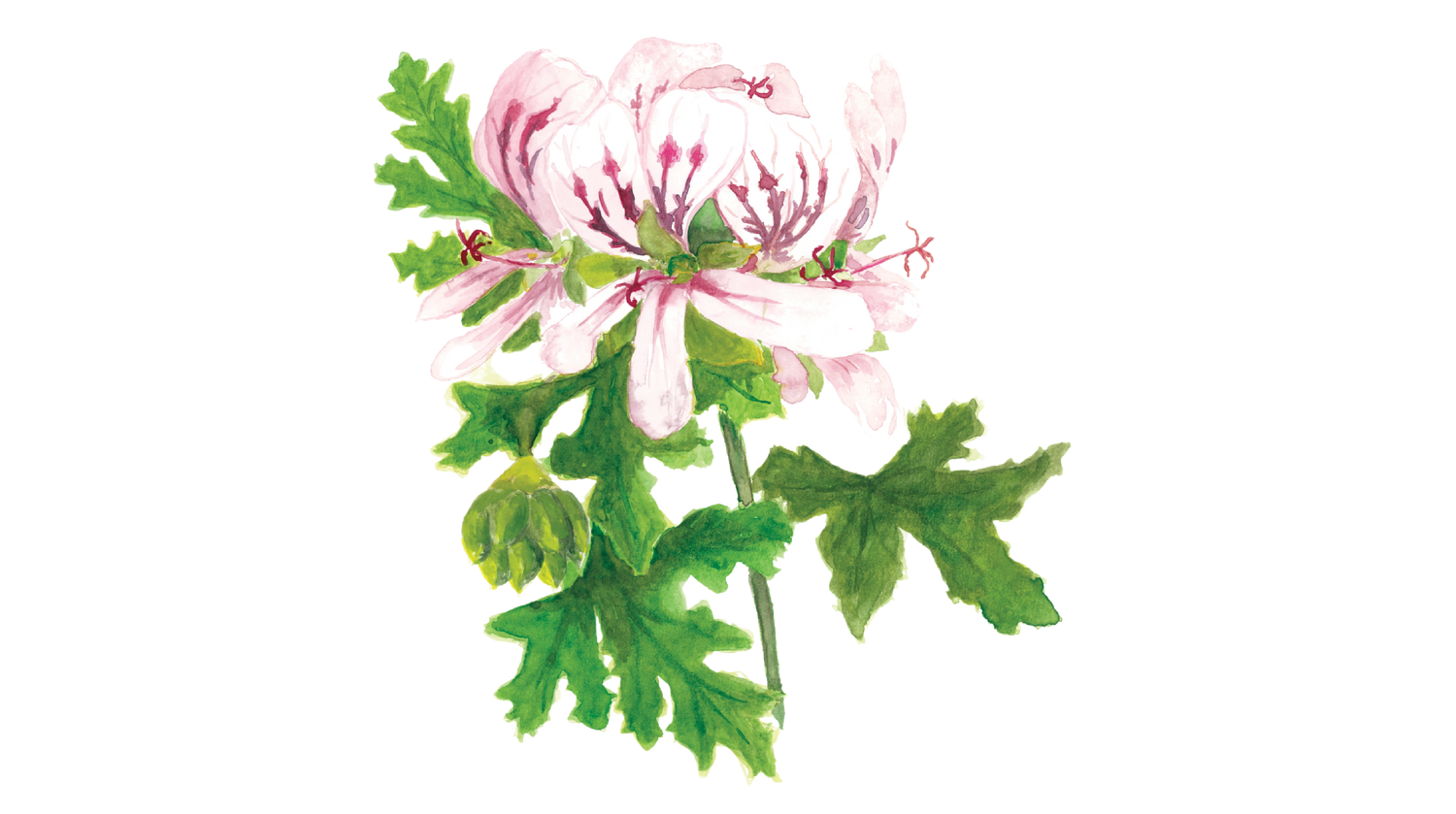 Géranium