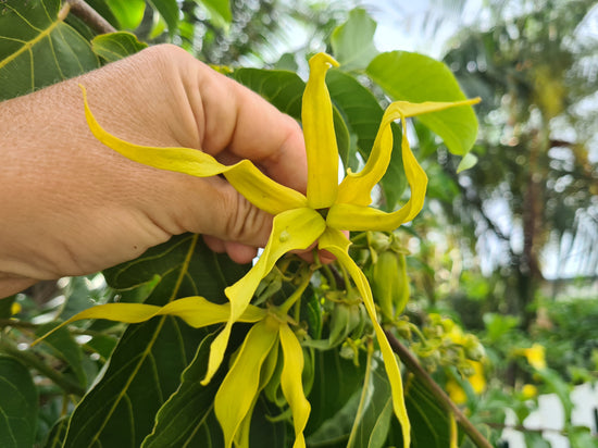La biodiversité végétale de La Réunion et de l'Océan Indien