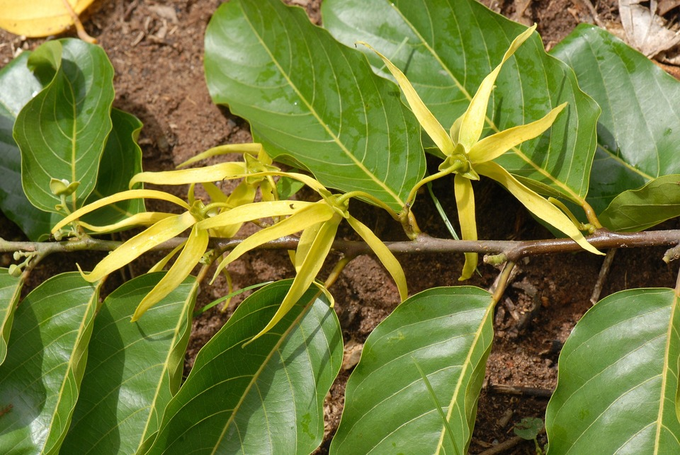 Ylang Ylang