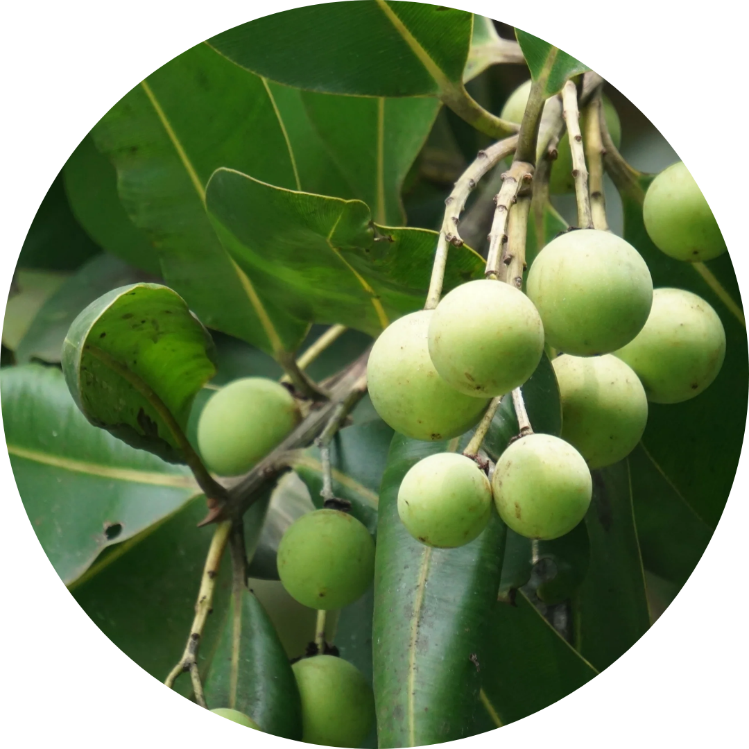 Calophyllum