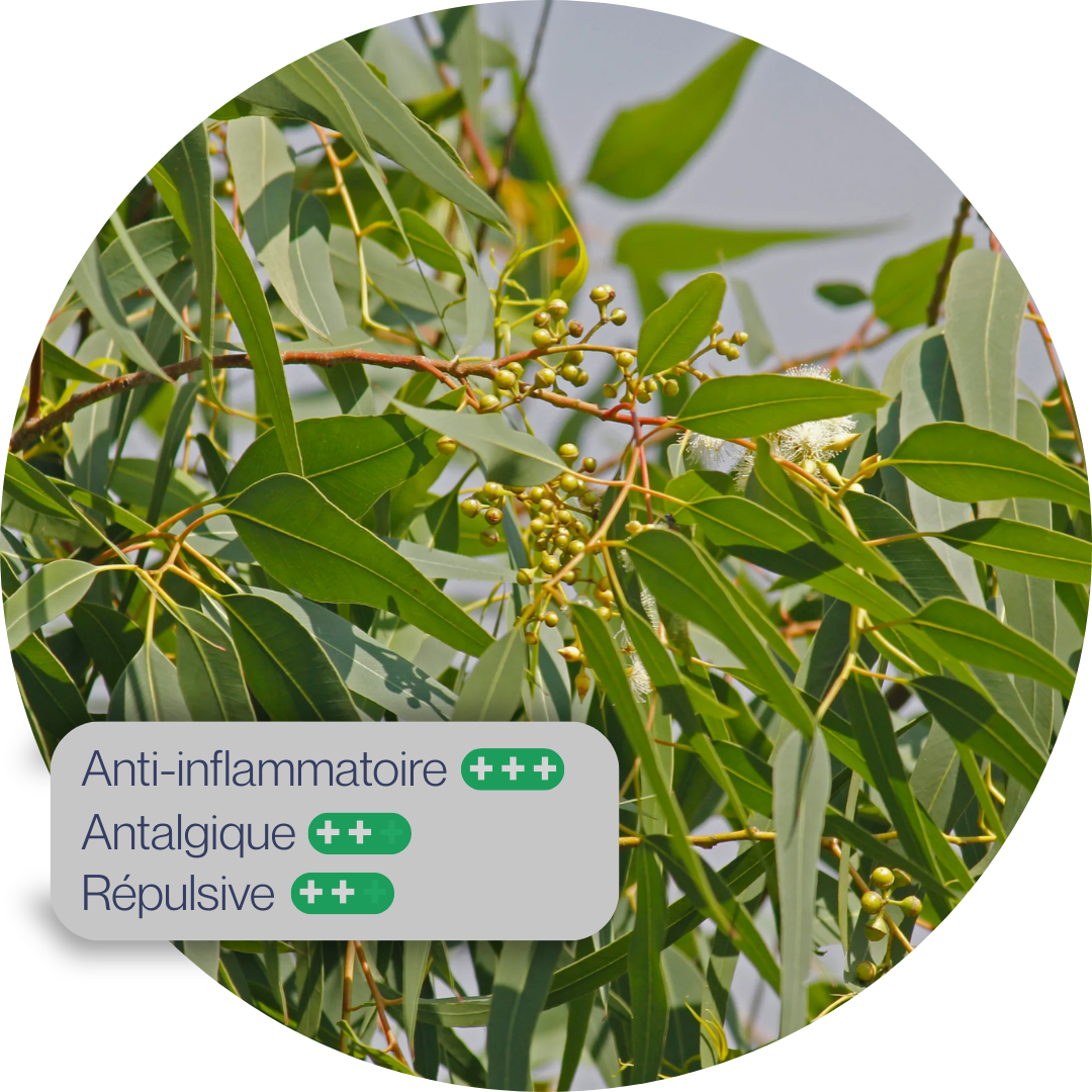 Eucalyptus citronné