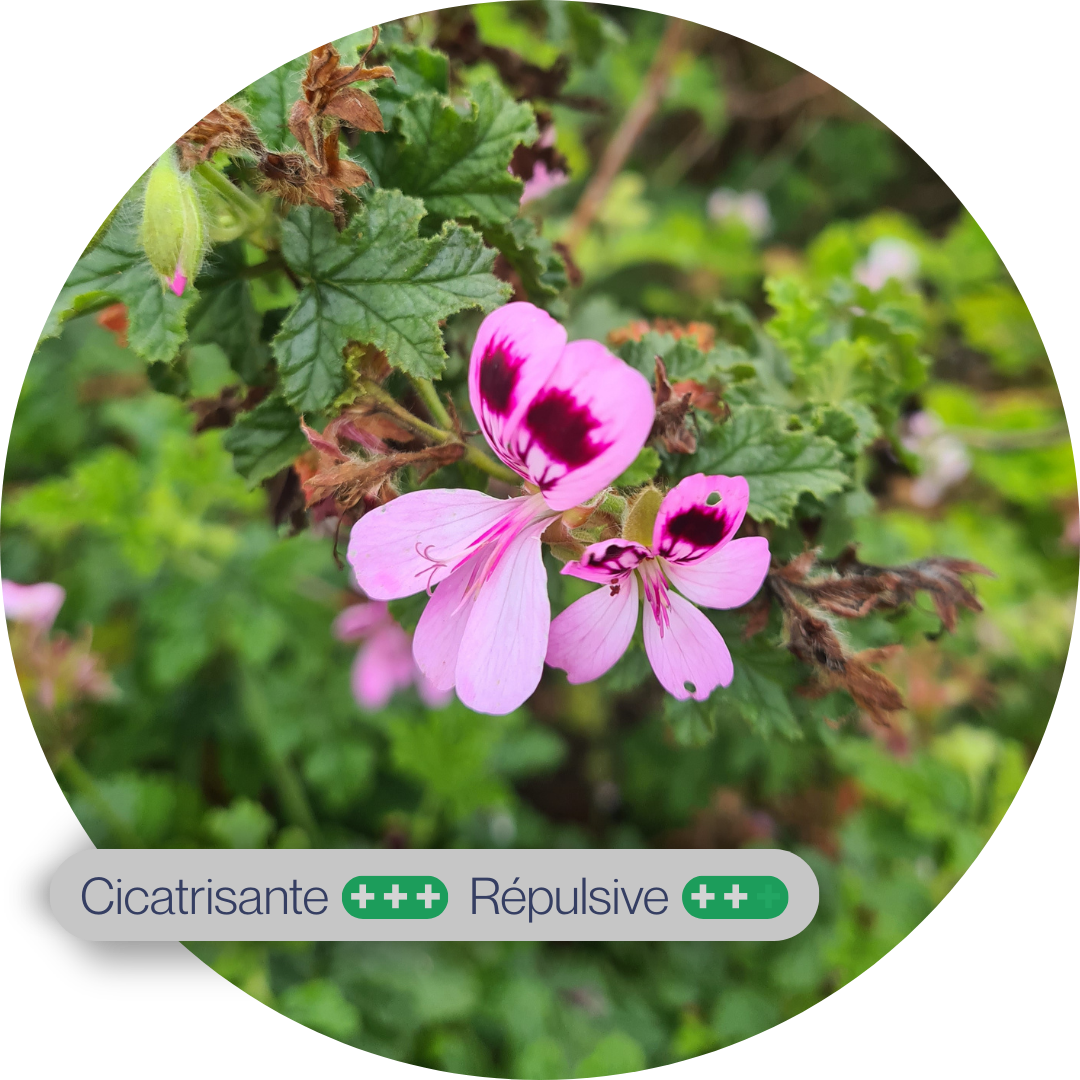 Géranium rosat
