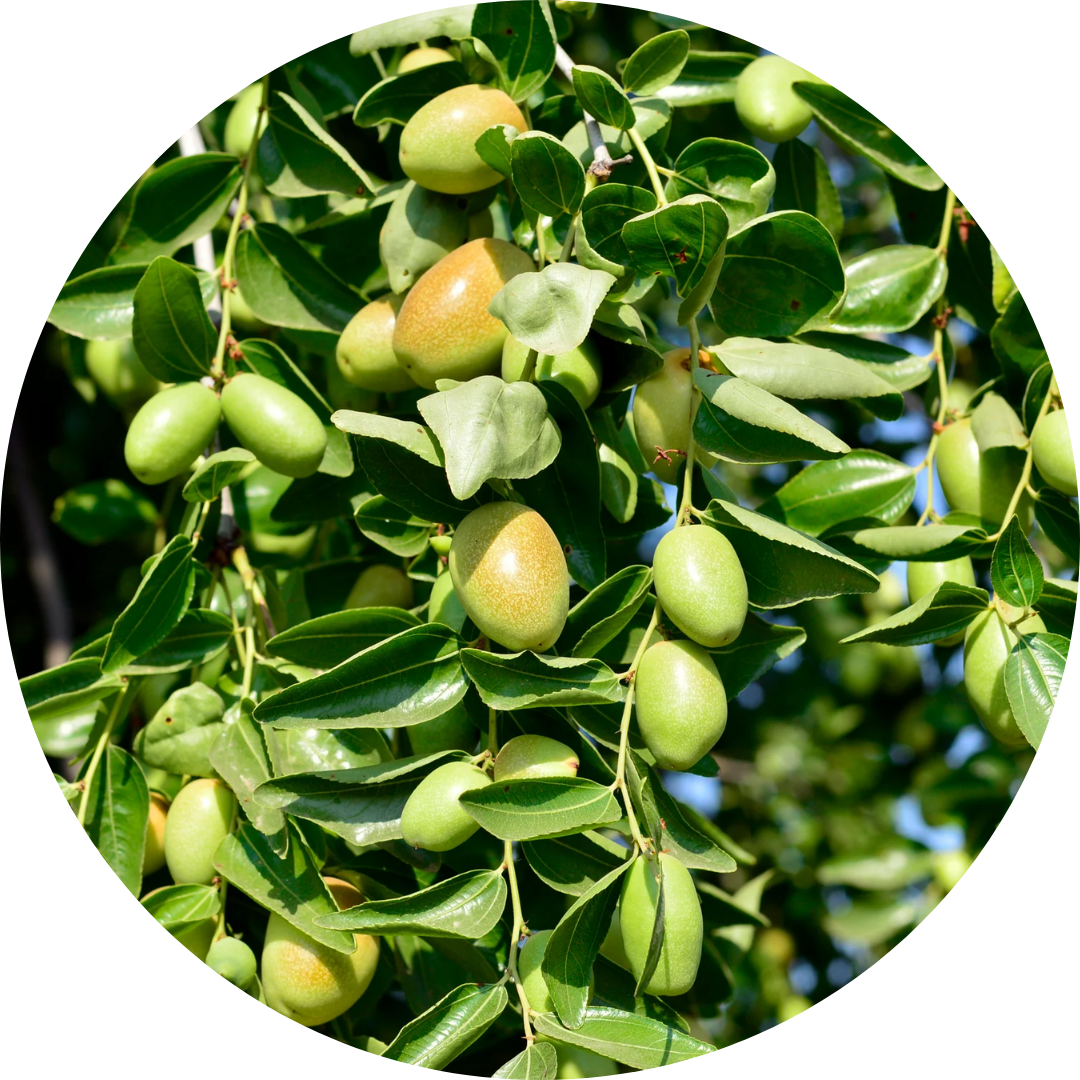 Jojoba