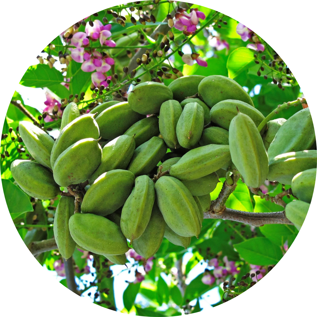 Karanja