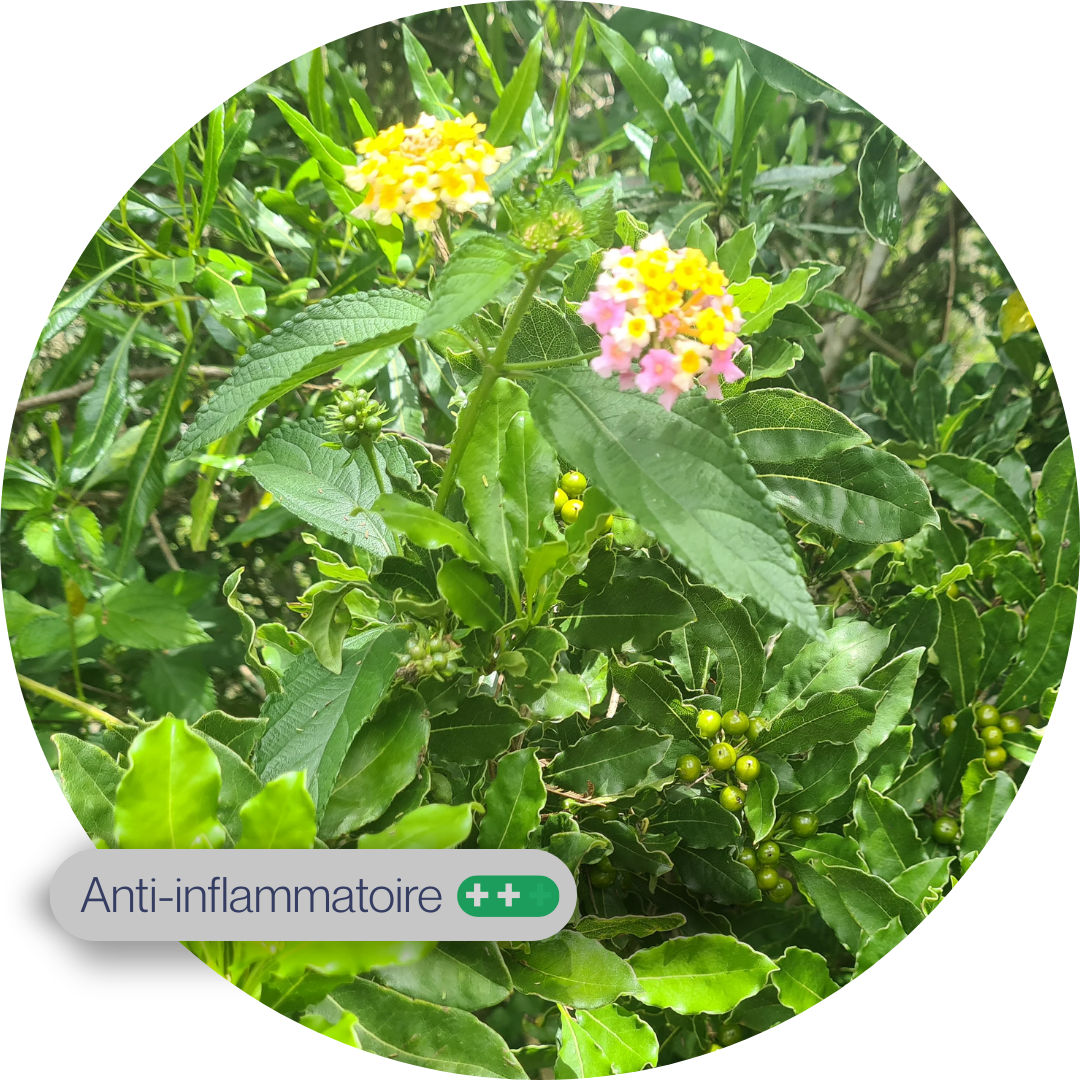 Lantana