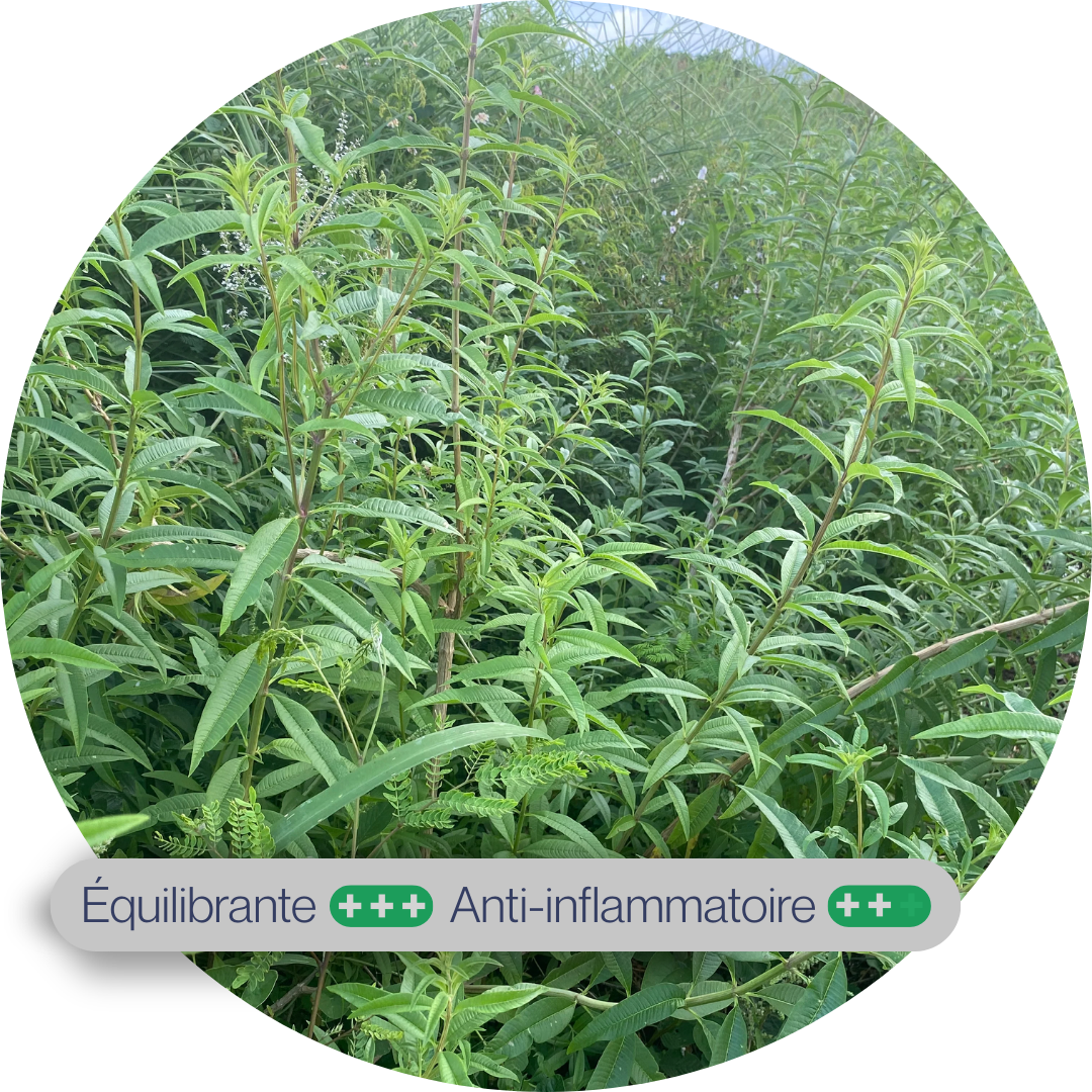 Verveine citronnelle