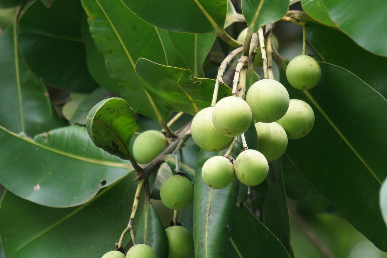 Calophyllum