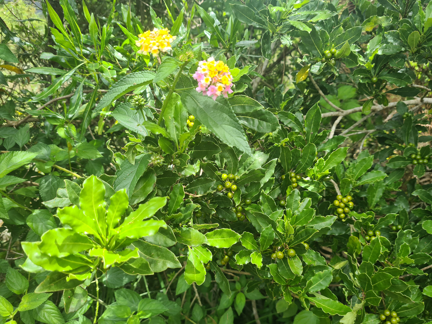 Lantana