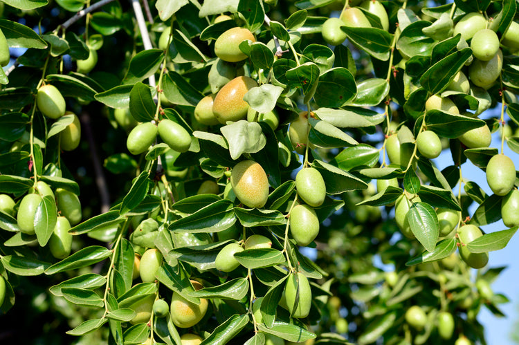 Jojoba