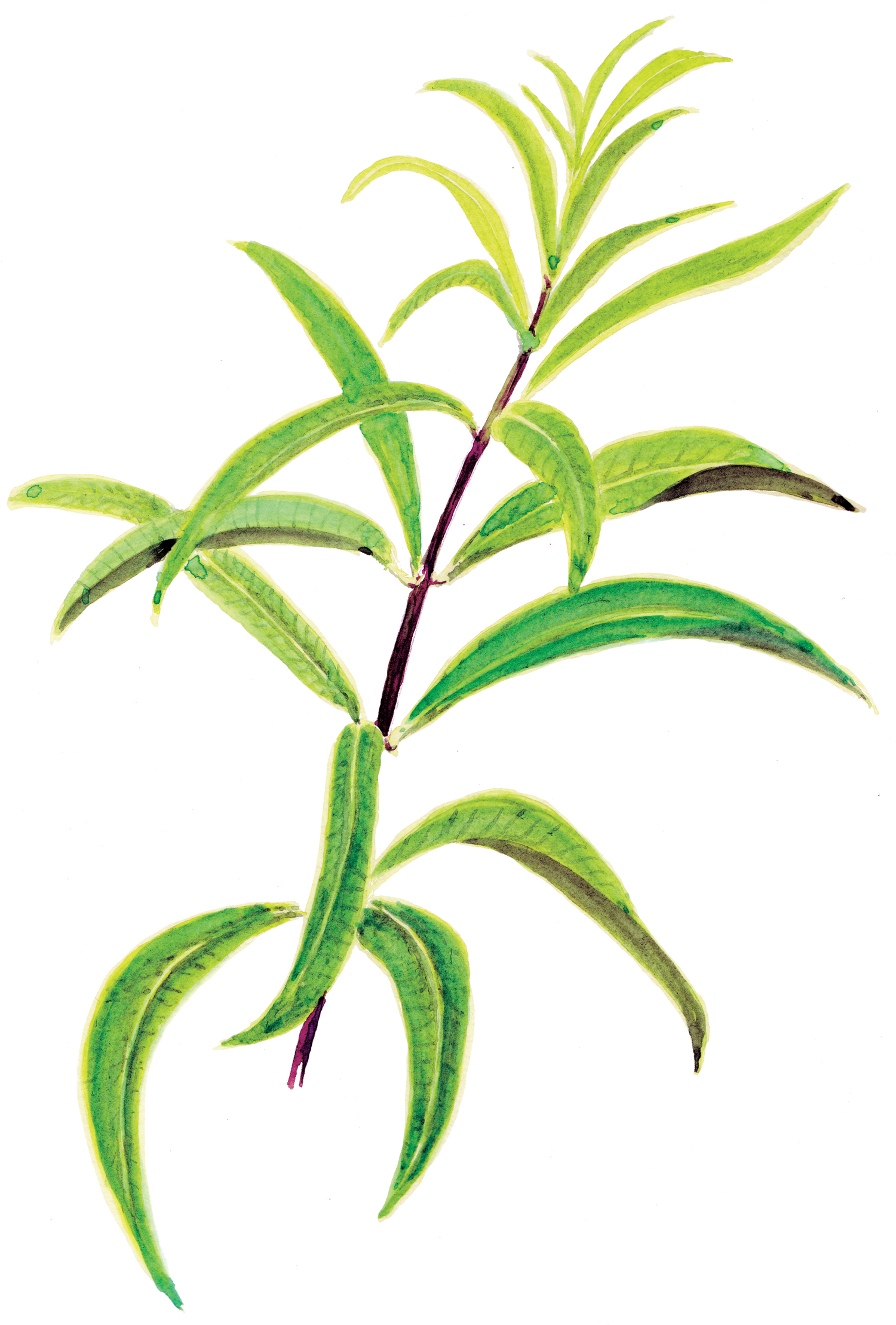 Aloysia / Lippia citriodora VERVEINE CITRONNELLE (plante)