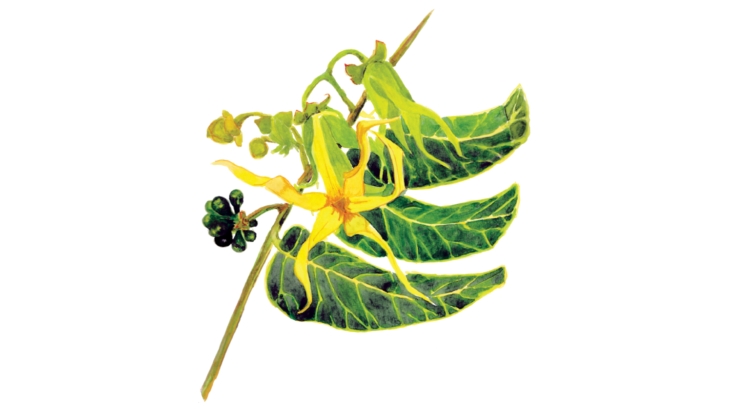 Ylang-ylang